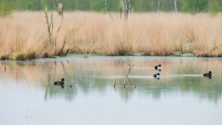 Das Bild zeigt Enten auf einem See.