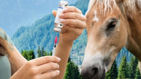 Eine Impfung gegen das West-Nil-Virus gibt es bislang nur für Pferde.