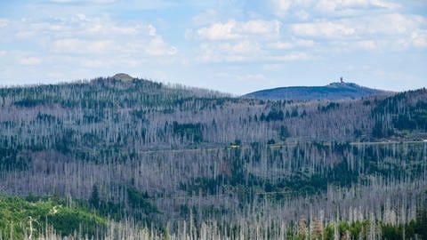 Nadelwald mit einem großen Anteil an abgestorbenen Bäumen im Harz. (Foto: IMAGO, IMAGO / Krauthöfer)