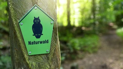 Schild mit der Aufschrift "Naturwald" an einem Baum.