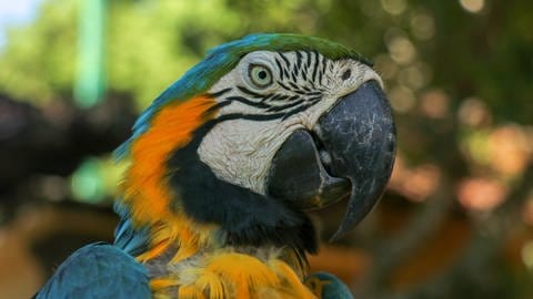 Nahaufnahme eines Papageis (Foto: IMAGO, IMAGO / Panthermedia)