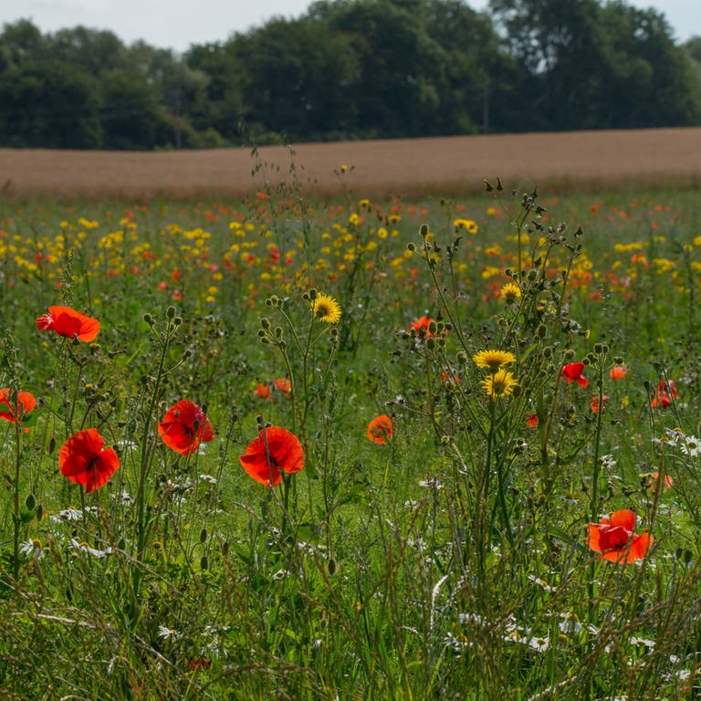 Ackerwildkräuter vor einem Feld (Foto: IMAGO, IMAGO/blickwinkel)
