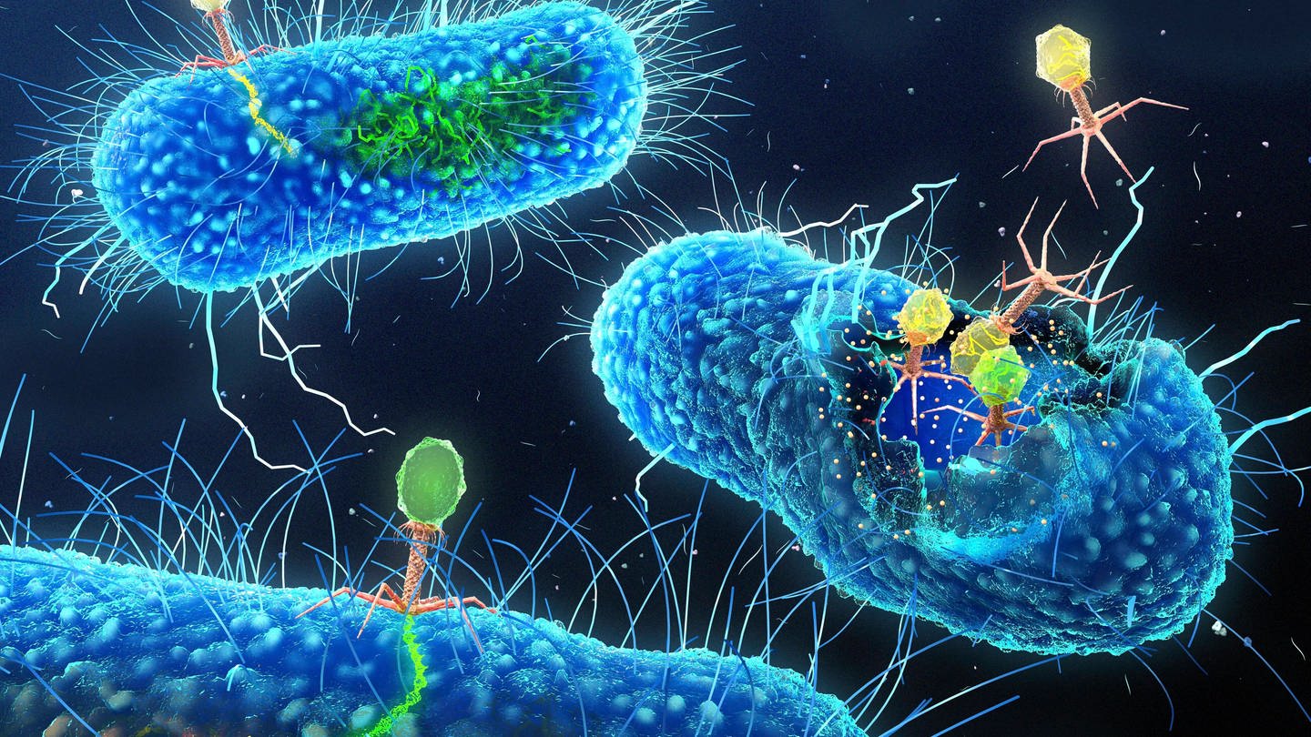 Bakteriophagen greifen Bakterien an. (Foto: IMAGO, IMAGO / Science Photo Library)