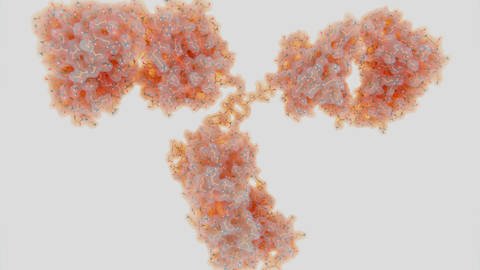 Immunglobulin Molekül (Foto: IMAGO, Science Photo Library)