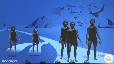 Arm des Stammbaums mit Homo sapiens, Neanderthalern, und Denisova (Foto: Pressestelle, Nobel Prize Outreach)