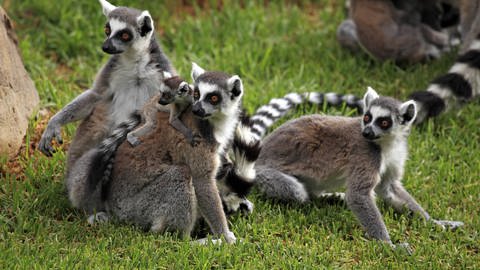 Gruppe junger Kattas auf den Lemuren. (Foto: IMAGO, Imago image broker )