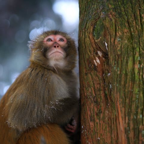Affen versuchen sich neue Lebensräume zu erschließen, wenn es oben zu wenig Platz und Nahrung gibt. (Foto: IMAGO, imago)