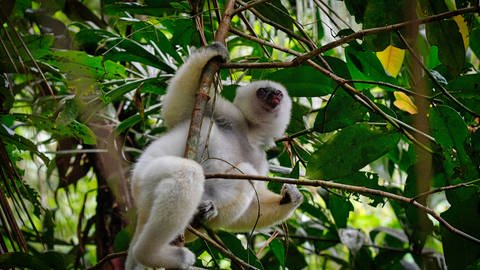 Die Lebensräume von Primaten, wie hier einem Seidensifaka (Propithecus candidus) in den Regenwäldern im Nordosten Madagaskars, sollten eigentlich besser geschützt werden. (Foto: IMAGO, imageBROKER/ThorstenxNegro )