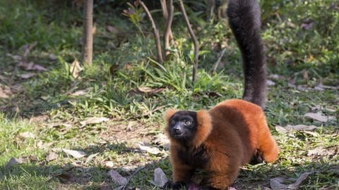 Affen versuchen sich neue Lebensräume zu erschließen, wenn es oben zu wenig Platz und Nahrung gibt.  Roter Vari (Varecia rubra) auf dem Boden, Andasibe-Mantadia Nationalpark, Madagaskar, Afrika (Foto: IMAGO, imageBROKER/HerbertxKratky)