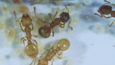 Ameisen unter dem Mikroskop. (Foto: SWR)