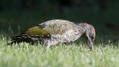 Ein junger Grünspecht am Boden. (Foto: IMAGO, IMAGO / imagebroker)