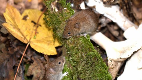 Experten raten dazu, die Verbreitung von Coronaviren bei Mäusen und Ratten weiter zu beobachten. (Foto: IMAGO, imago images/Reiner Bernhardt)