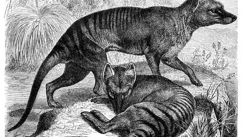 Zeichnung von zwei tasmanischen Tigern, welche auch Beutelwolf genannt werden und seit fast 100 Jahren ausgestorben sind. (Foto: picture-alliance / Reportdienste, Picture Alliance / imageBROKER | H.-D. Falkenstein)