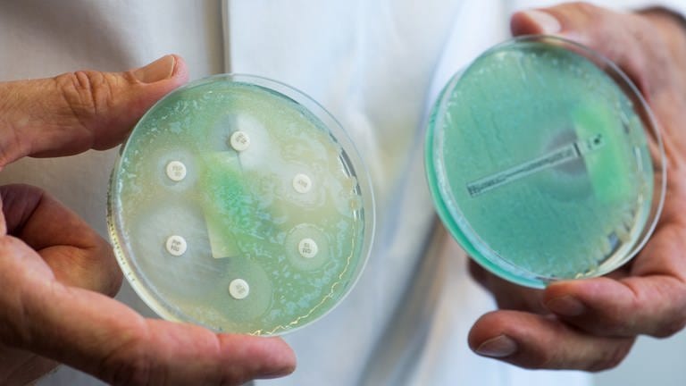 Petrischalen mit sogenannten Krankenhauskeimen, die Mehrfachresistenzen gegenüber Antibiotika aufweisen.