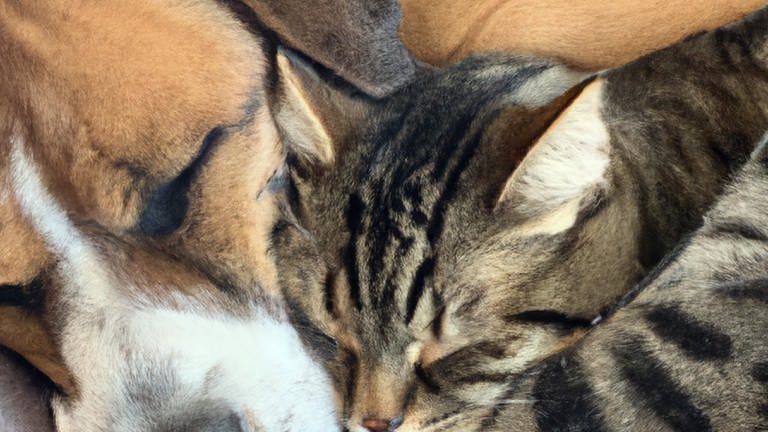DALL·E - Photo of a dog and cat cuddling up against each other sleeping