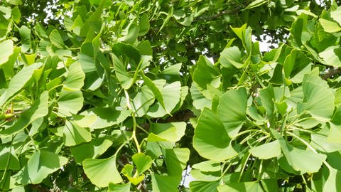 die Blätter des Ginkgo-Baumes