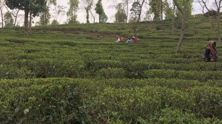 Ein typischer Teegarten in der indischen Provinz Darjeeling.
