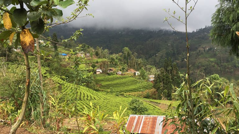 Teeanbau in Nepal