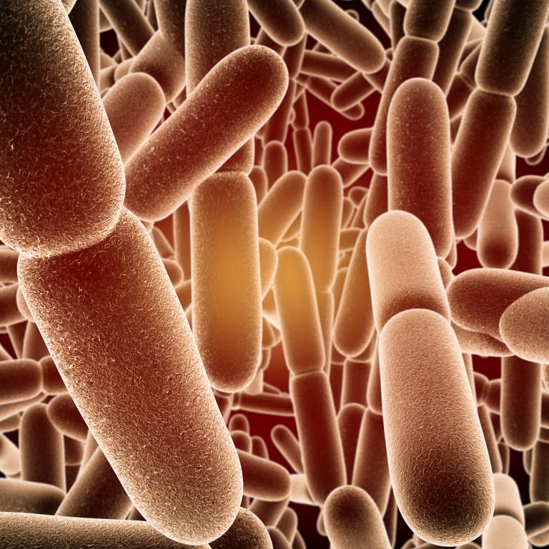 Eine Computeranimation des Bacillus subtilis