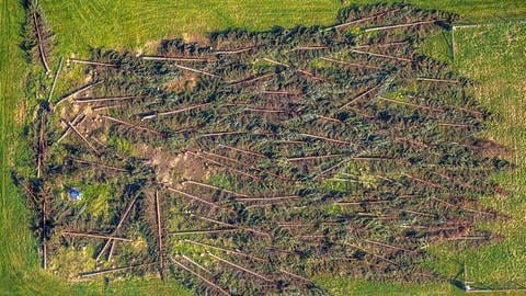Luftaufnahme von gefällten Bäumen, die weiterverarbeitet werden. (Foto: IMAGO, /Hans Blossey)