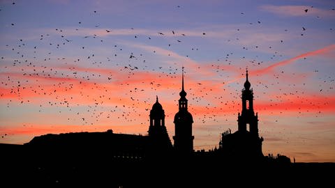 Zugvögel über Dresden - Tiere wie beispielsweise Zugvögel verlieren durch die Lichtverschutzung teilweise die Orientierung und geraten mitunter in Gefahr. (Foto: IMAGO, imago images/Sylvio Dittrich)