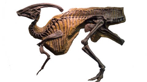 Skelett eines Parasaurolophus (Foto: picture-alliance / Reportdienste, picture alliance / imageBROKER | Martin Moxter)