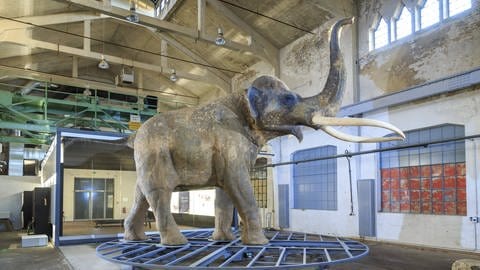 Der Waldelefant, der 2010 nach original Knochenfunden aus dem Geiseltal nachgebildet wurde.