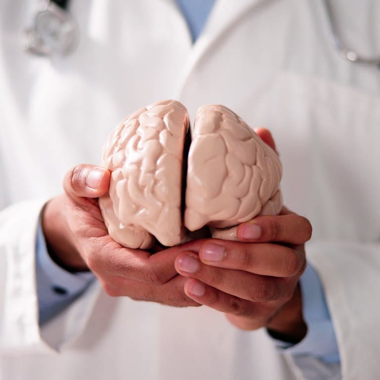 Das Bild zeigt einen Arzt, der ein Gehirn-Modell aus Plastik in seinen Händen hält. (Foto: IMAGO, Panthermedia)