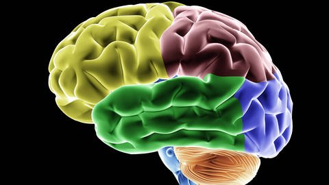 Gehirn mit unterschiedlicher Einfärbung der einzelnen Gehirnbereiche (Foto: IMAGO, imagebroker)