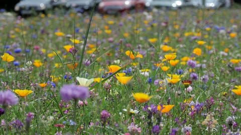 Eine blühende Blumenwiese vor einem städtischen Parkplatz voller Autos