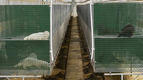 Eine Nerzfarm in Ostflandern, Belgien. Nerze in verschiedenen Käfigen. (Foto: IMAGO, /Reporters)