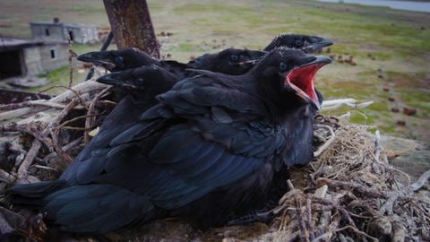 Junge Rabenvögel schreien sehr laut, wenn sie Hunger haben. Daher kommt wohl auch der Ausdruck "Rabeneltern". (Foto: IMAGO, imago images/Nature Picture Library)