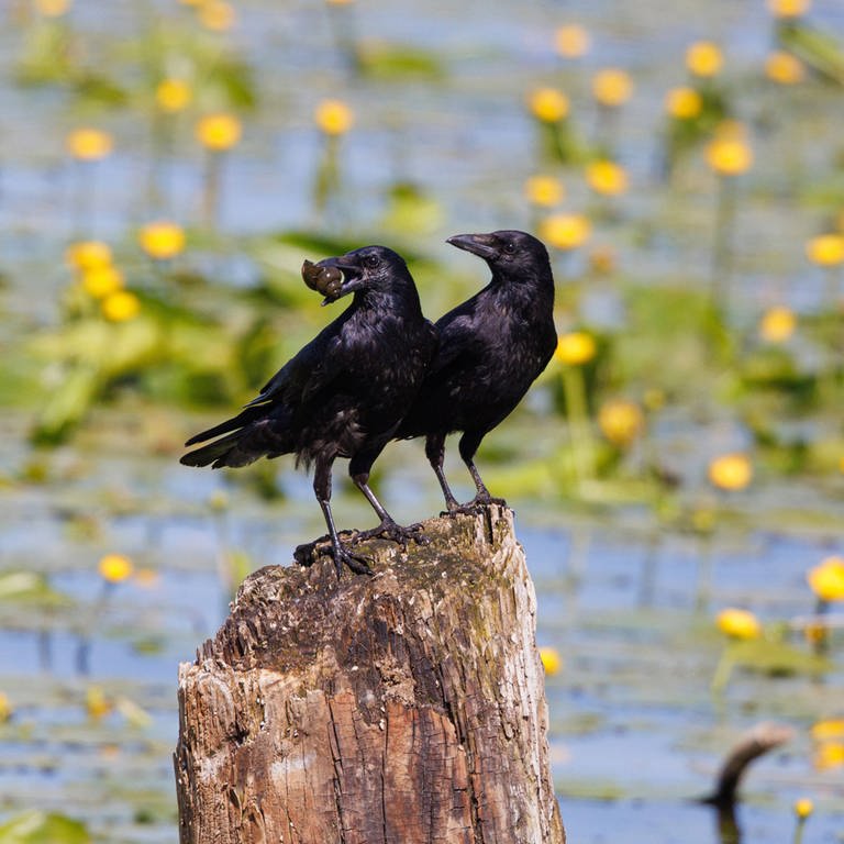 Rabenvögel haben ein komplexes Sozialverhalten.  (Foto: IMAGO,  IMAGO/blickwinkel)