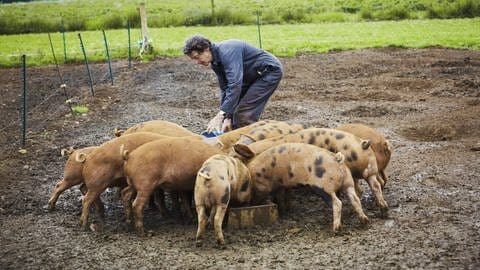 Eine Frau füttert Schweine auf einer Weide.  (Foto: IMAGO, Mint Images)