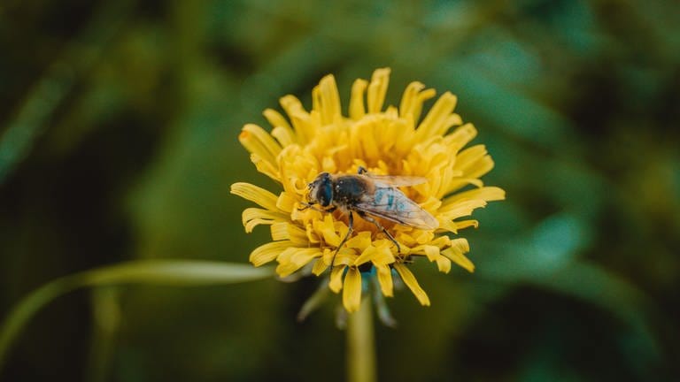 Das Foto zeigt eine Biene auf einer Löwenzahn-Blume.