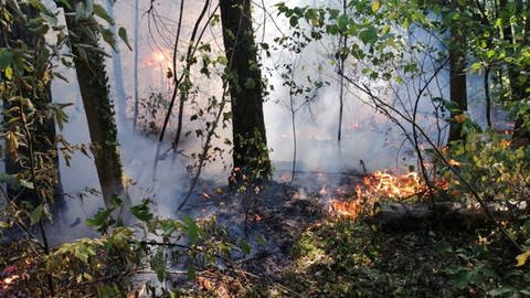 Durch forstwirtschaftliche Maßnahmen lässt sich die Waldbrandgefahr insgesamt und die weitere Ausbreitung von Bränden verhindern. (Foto: Pressestelle, Forst BW)