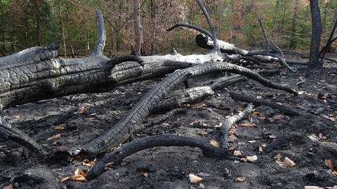 In diesem Waldstück in der Nähe von Karlsruhe hat ein Brand seine Spuren hinterlassen. (Foto: Pressestelle, Forst BW)