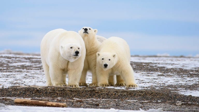 Eisbärenfamilie in Alaska (Foto: IMAGO, imago images/Nature Picture Library)