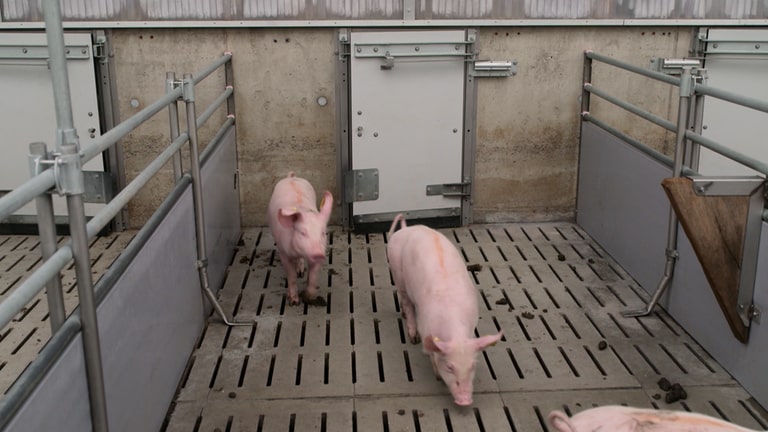 Auch konventionell gezüchtete Schweine könnten ein besseres Leben haben. (Foto: SWR, SWR)