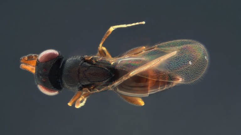 Das Bild zeigt die Wespe Aphanogmus kretschmanni. (Foto: Naturkundemuseum Stuttgart)