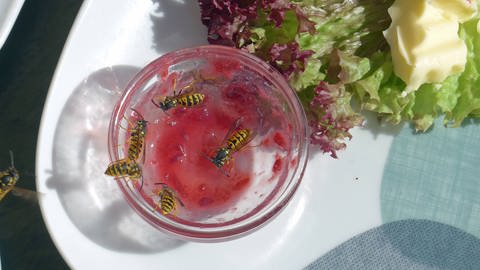 Das Bild zeigt Wespen, die Marmelade aus einem Schälchen stehlen.
