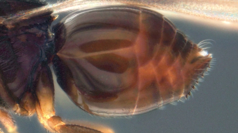 Das Bild zeigt die Stachel der neu entdeckten Wespe (Foto: Naturkundemuseum Stuttgart.)