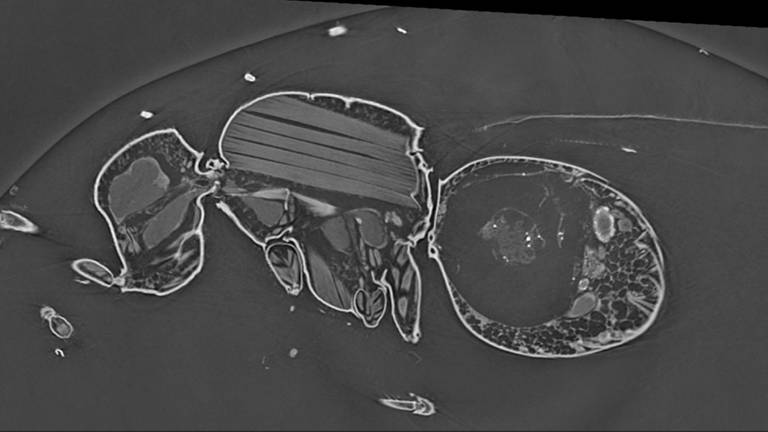 Das Bild zeigt ein CT der Wespe.