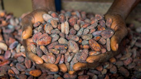 Eine Person hält Kakaobohnen in ihren Händen. (Foto: IMAGO, imagebroker)
