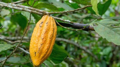 Das Bild zeigt eine Kakaobohne. (Foto: IMAGO, Andia)