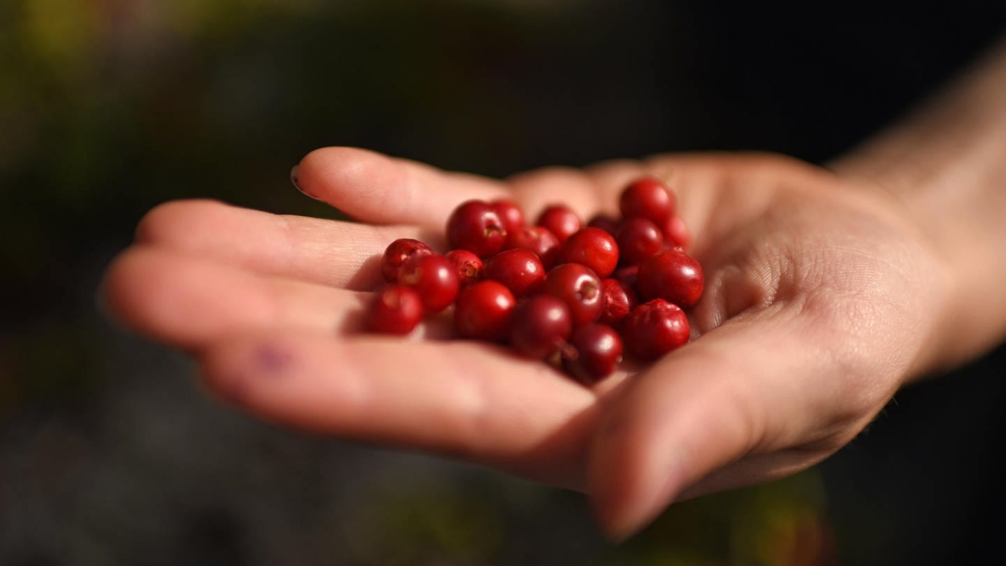 Eine Hand, die mit Cranberrys gefüllt ist. (Foto: picture-alliance / Reportdienste, picture alliance / Zoonar | MARCO MARTINS)