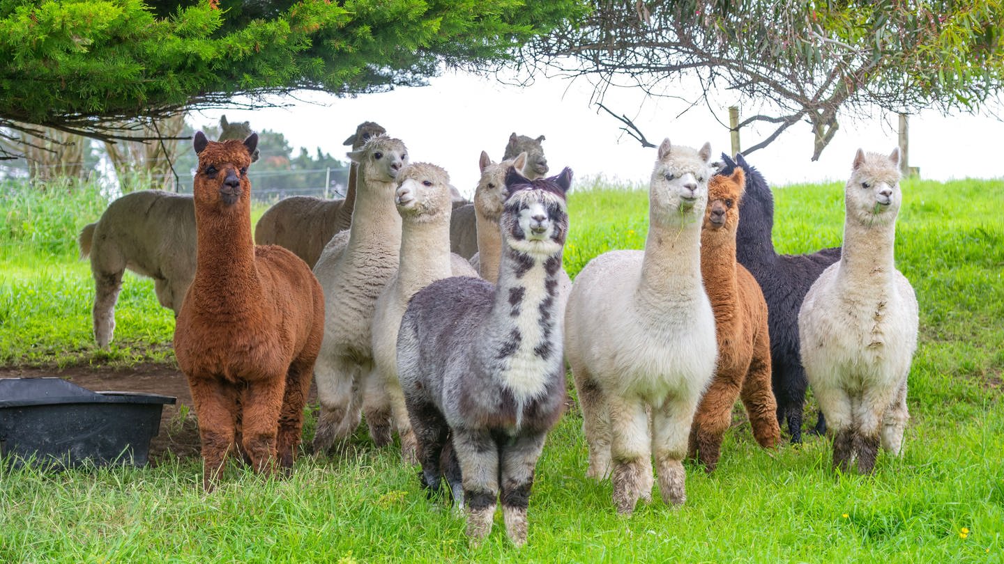 Gruppe verschiedenfarbiger Alpakas (Foto: IMAGO, Wirestock)