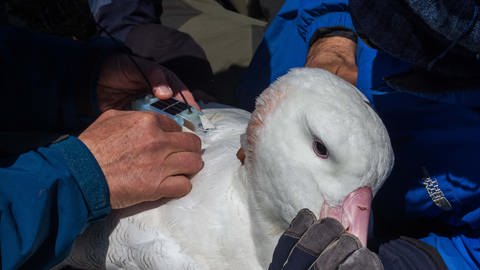 Forscher bringen ein GPS-Gerät auf dem Rücken des Albatros an (Foto: Pressestelle, Julien Collet)