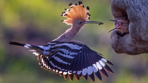 Wiedehopf füttert einen Jungvogel (Foto: IMAGO, imageBROKER/ThomasxHinsche )