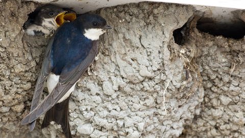 Mehlschwalbe am Nest mit Jungen (Foto: IMAGO, xblickwinkel/AGAMI/W.xLeursx)